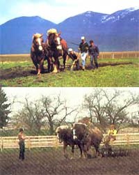 
Draft horses are great for the small farmer who loves animals.

